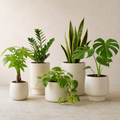 Five easy-care green plants in coordinated ivory ceramic vessels