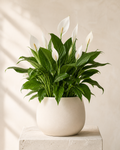 Peace Lily by Fairway Florist