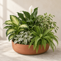 A living garden of varied green houseplants with fern fronds and patterned leaves in a low terracotta-colored dish.